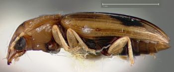 Media type: image;   Entomology 32143 Aspect: habitus lateral view